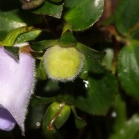 Gloxinia perennis (L.) Druce